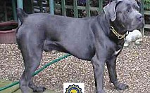 Cane Corso 2 Cane Corso 2